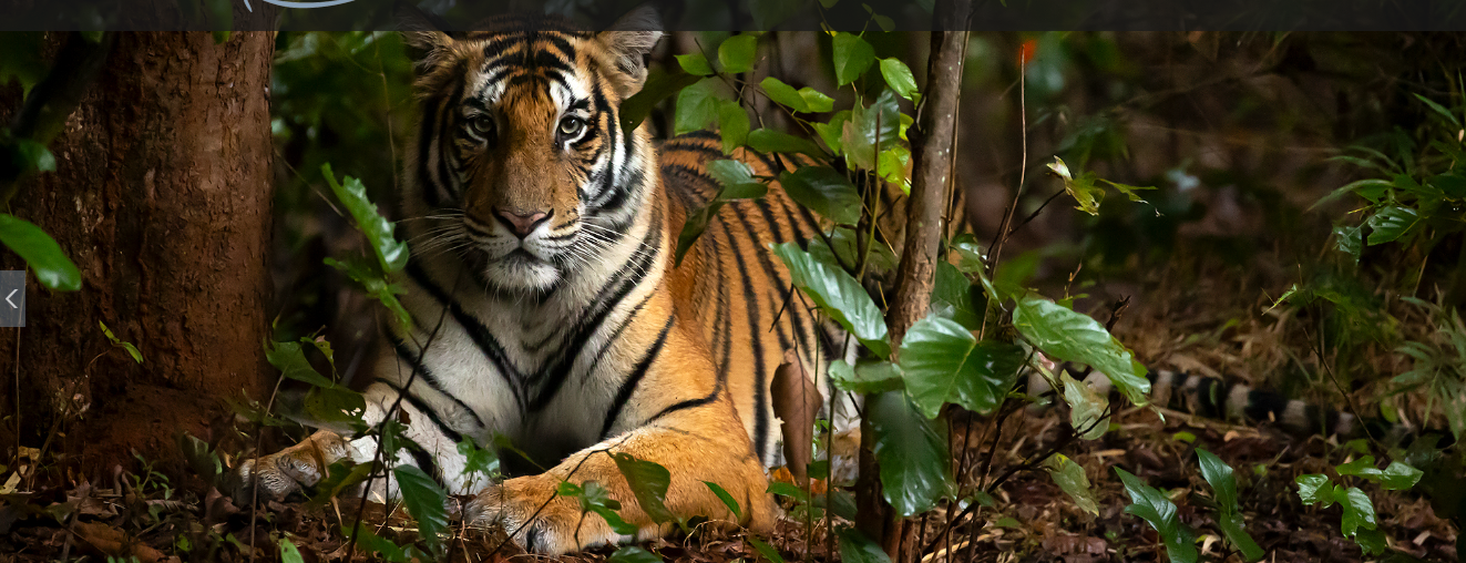 Adique Global highlight